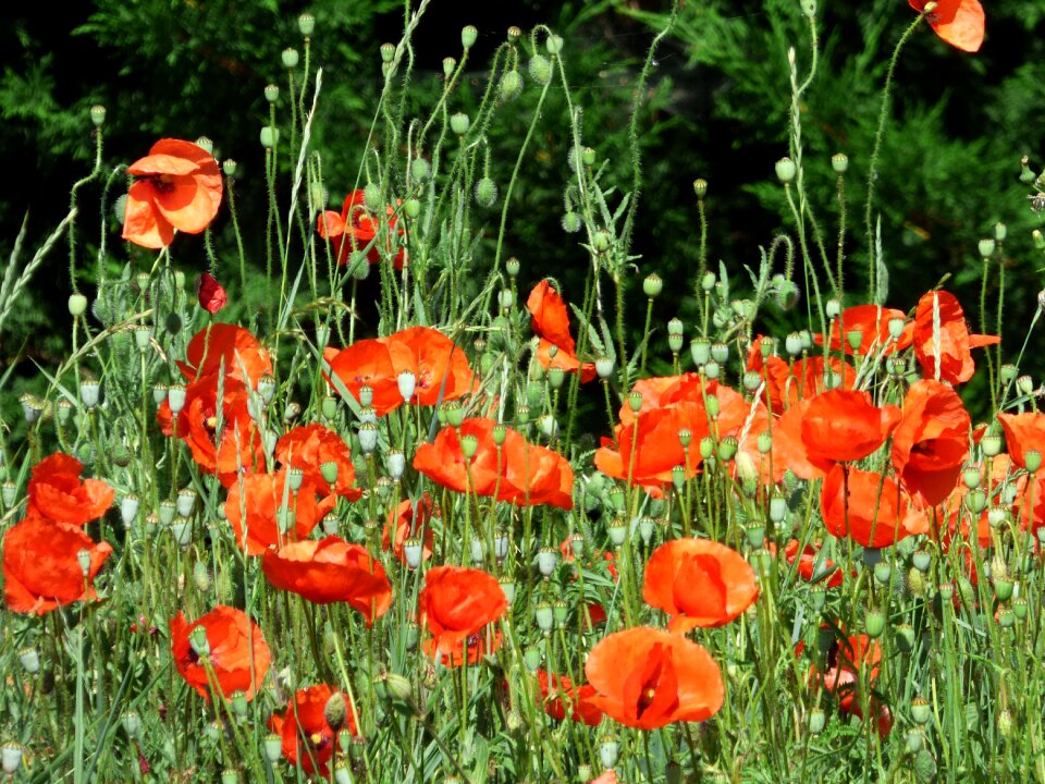 Poppy wild flower fields