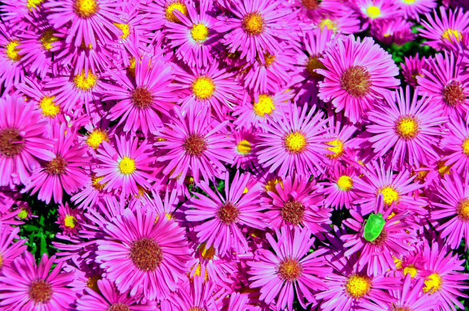 Colors plant beetle