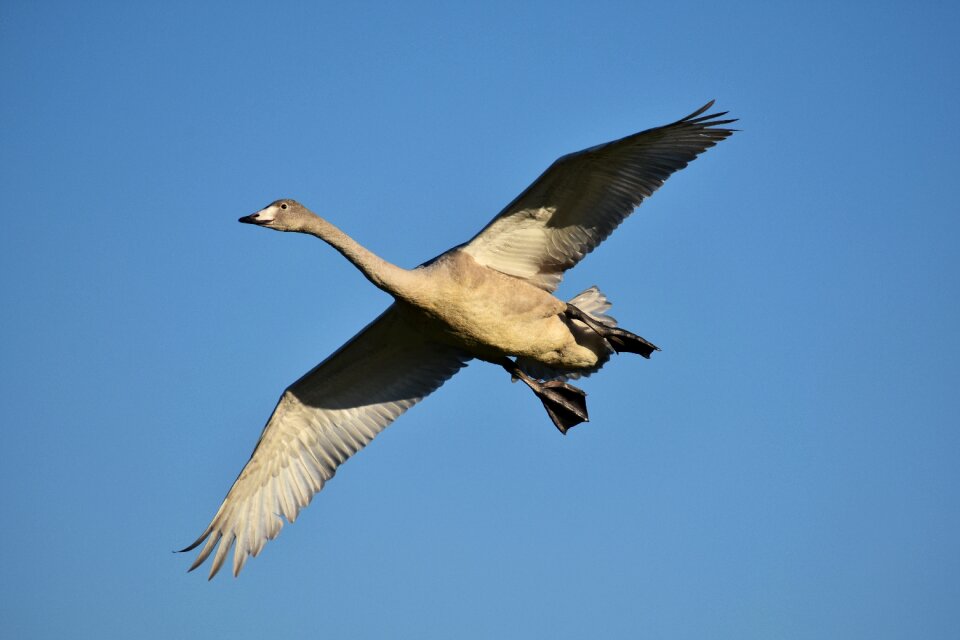 Bird wild birds waterfowl