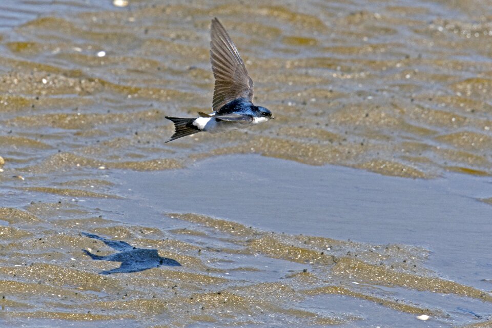 Swallow flying bird in flight flying