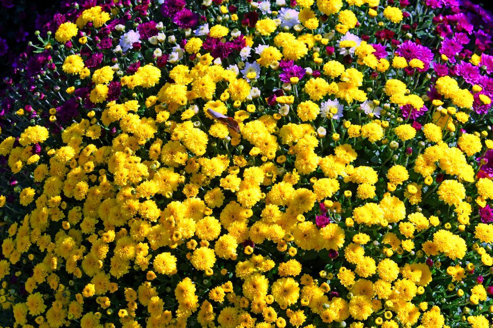 Autumn autumn flowers nice