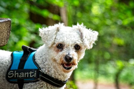 White pet bichon