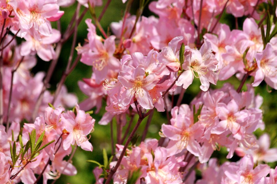 Flowers shrub nature photo