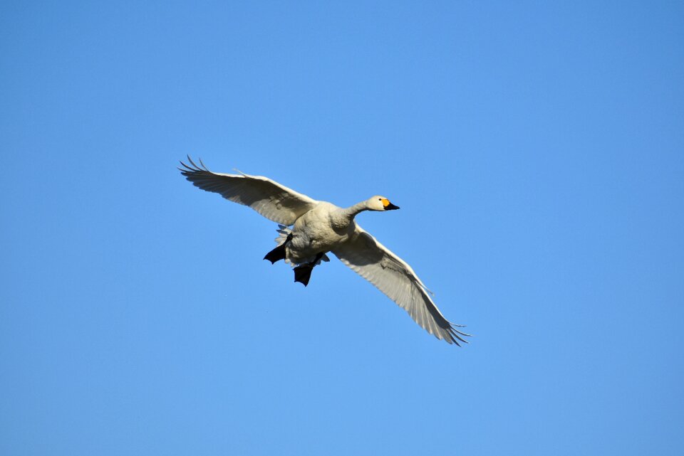 Bird wild birds waterfowl