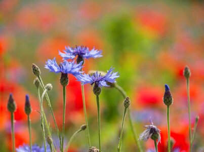 Colorful wasteland field of poppies blue photo