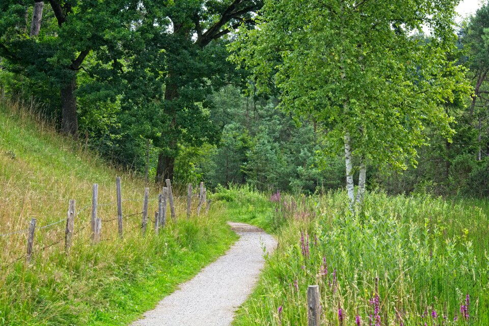 Nature trees hiking