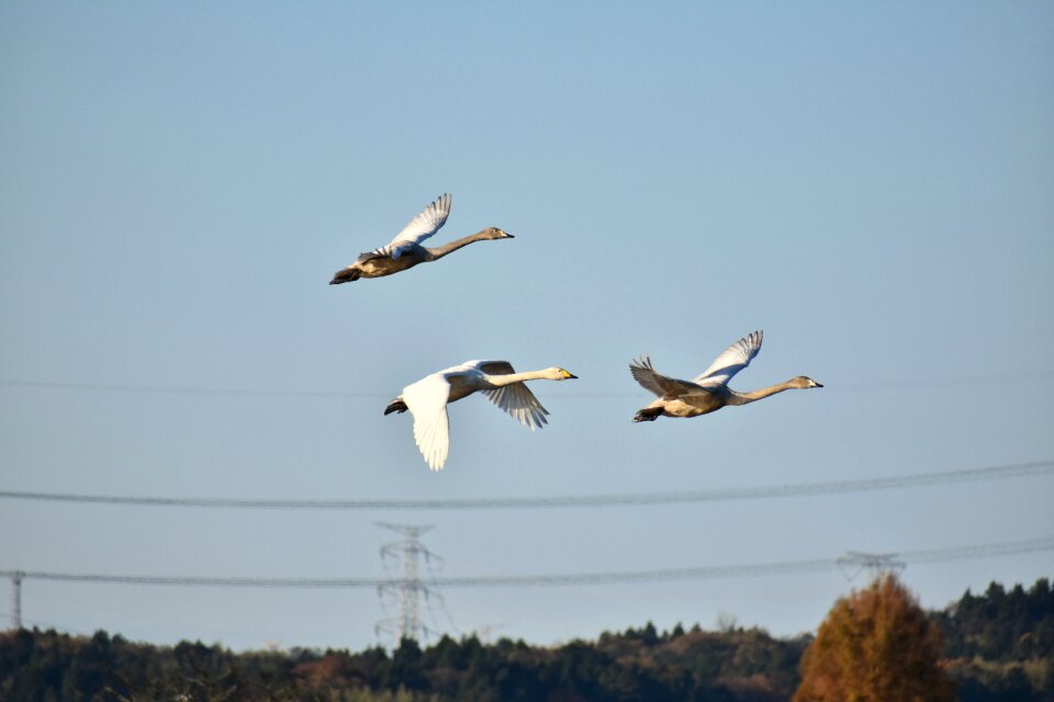 Bird wild birds waterfowl