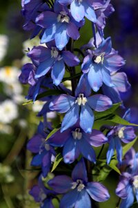 Delphinium blue purple photo