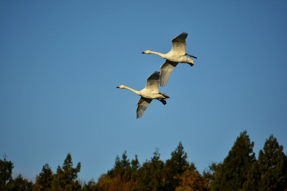 Bird wild birds waterfowl