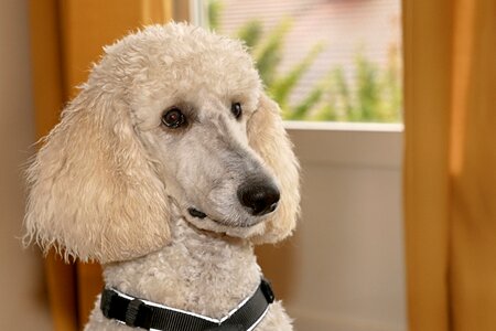 Dog animal pet