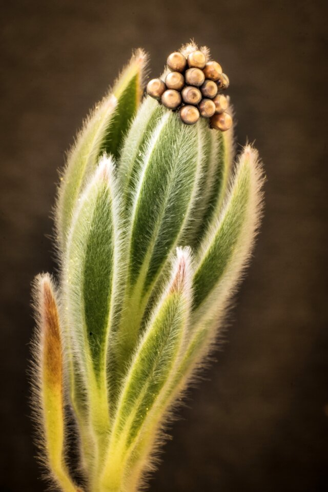 Green thumbnail nature