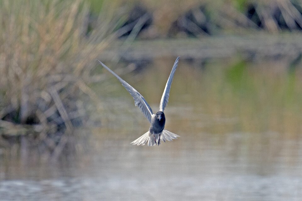 Black tern tern flying tern