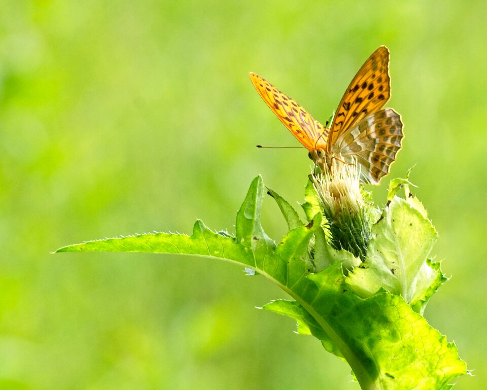 Nature animal wing