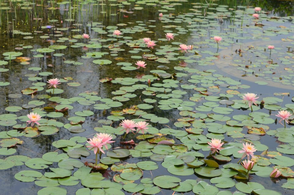 Flowers natural pond
