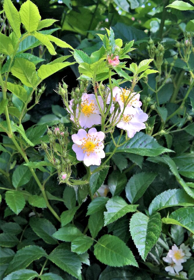 Apple blossoms similar to yellow pollen tubes bud