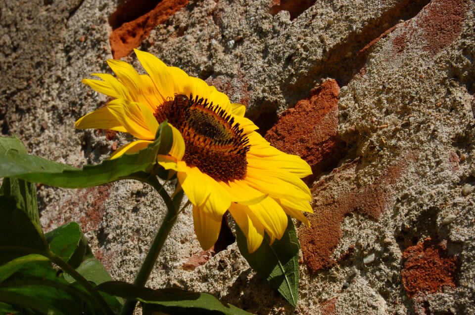 Flower nature sunflowers