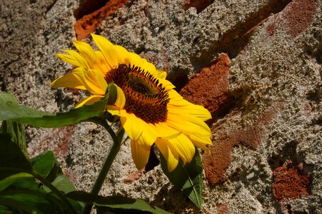 Flower nature sunflowers photo