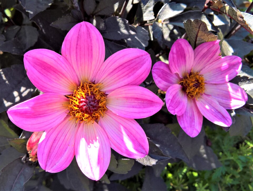 Large flowers pink bright
