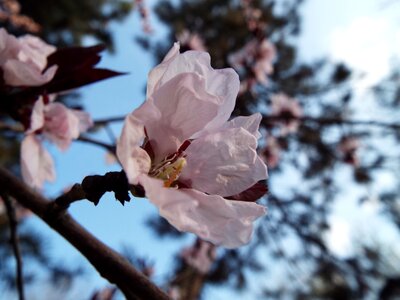 Nature blooming flora photo