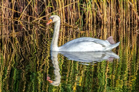 Water reflection swan photo