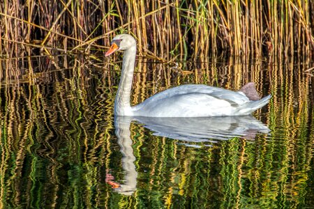 Water reflection swan