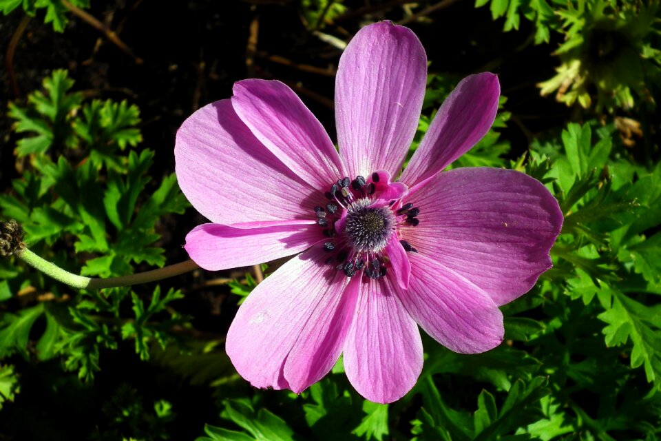 Anemone garden spring photo