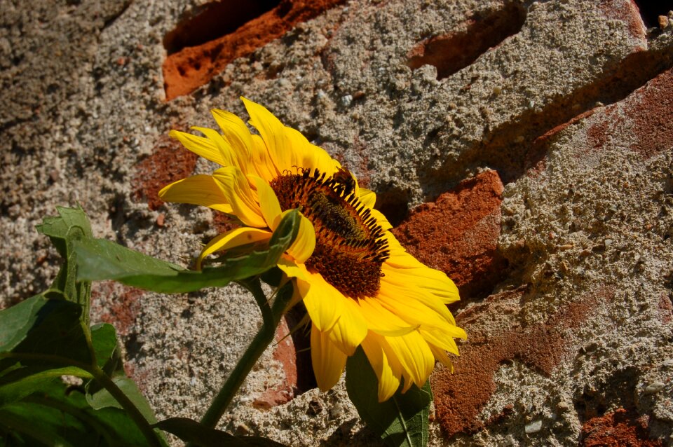 Summer sunflowers rural
