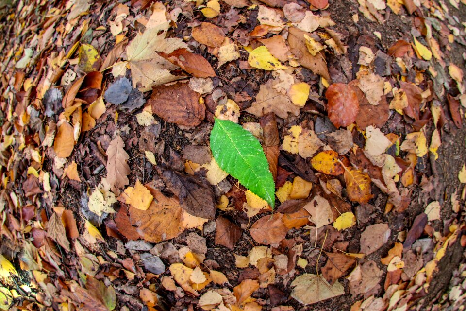 Green colorful nature