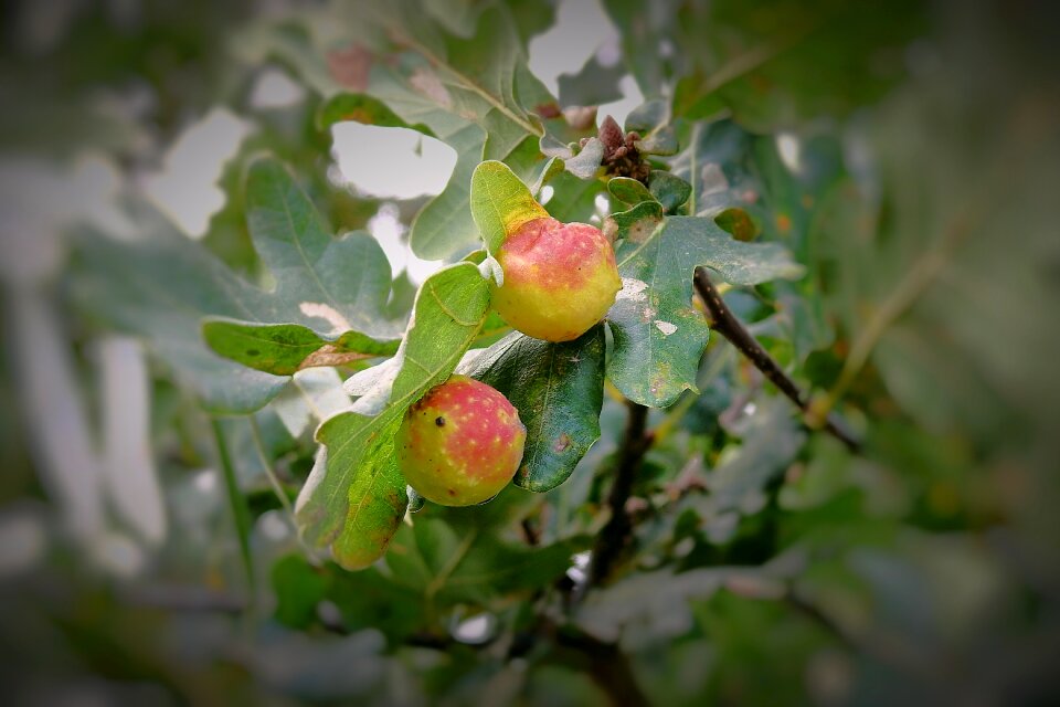 Tree foliage autumn