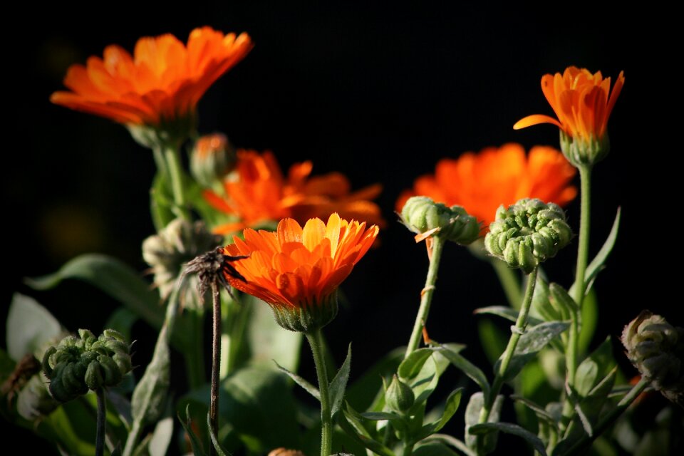 Orange bloom bud