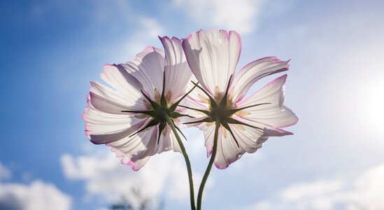 Flowers plants beautiful