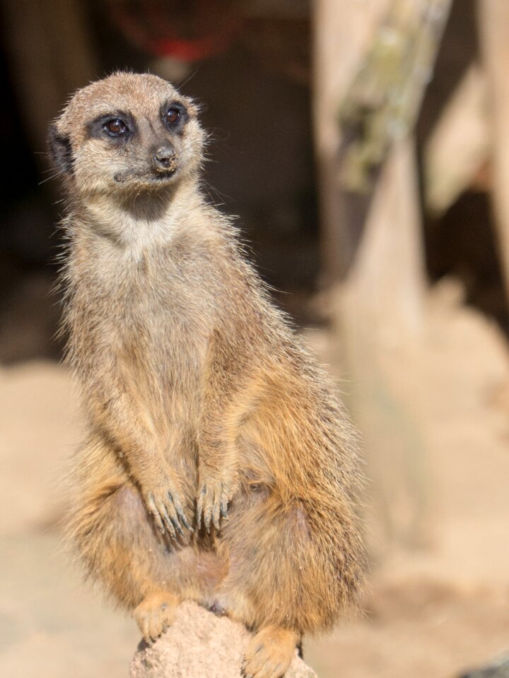 Earth peoples zoo hanover
