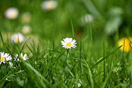 Plant bellis perennis wild flower photo