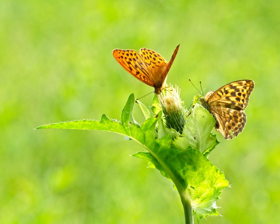 Nature animal wing