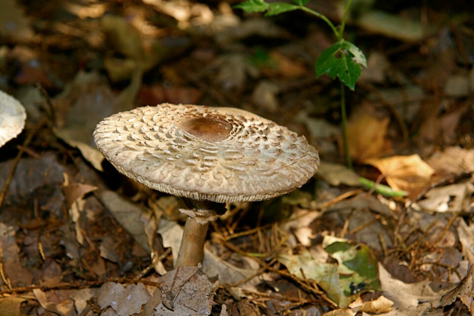 Autumn brown forest mushroom