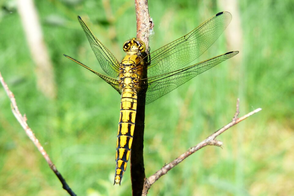 Dragonflies różnoskrzydłe nature ważka