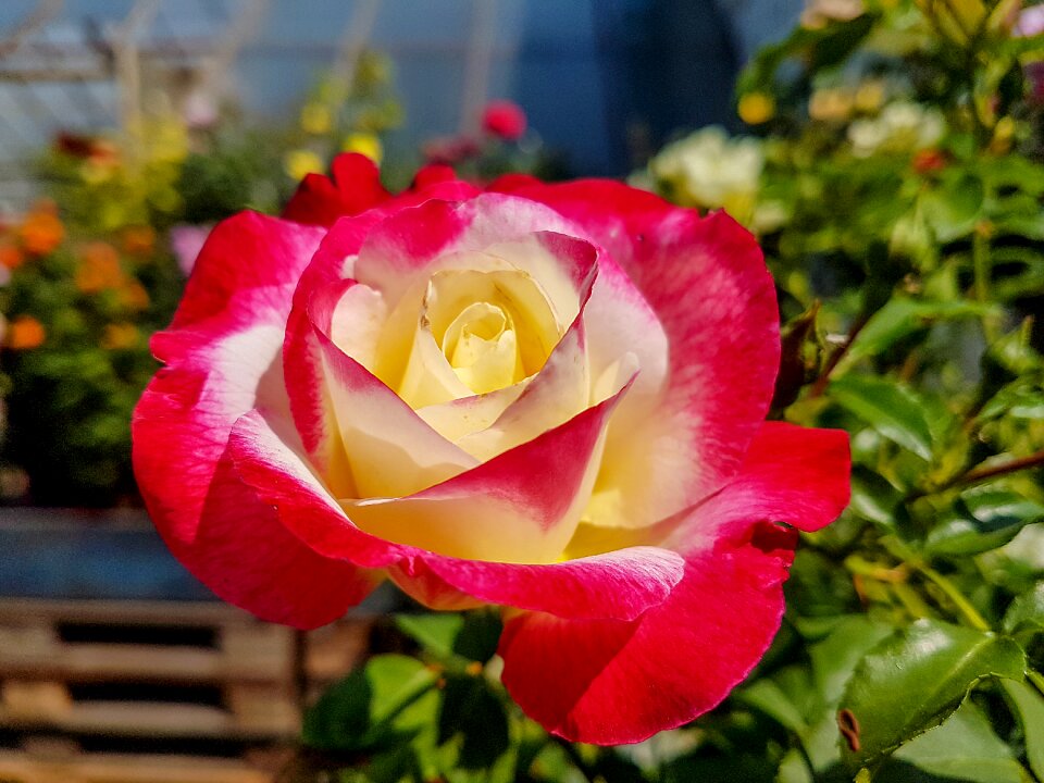 Nature plant blooming