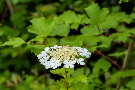 Dew morgentau reed
