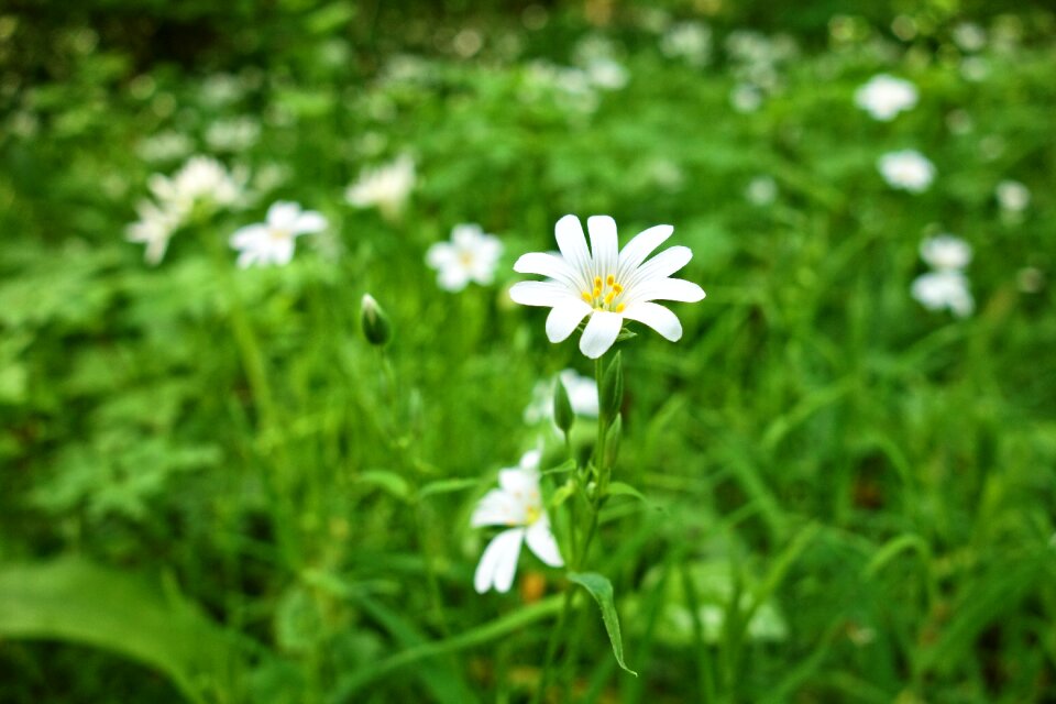 White flower plant blossom