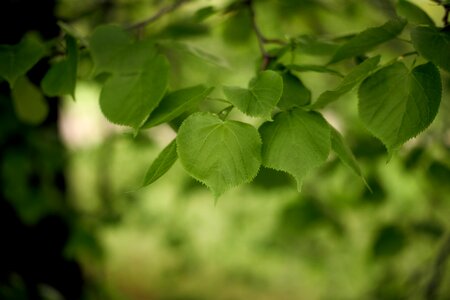 Nature green leaves sun