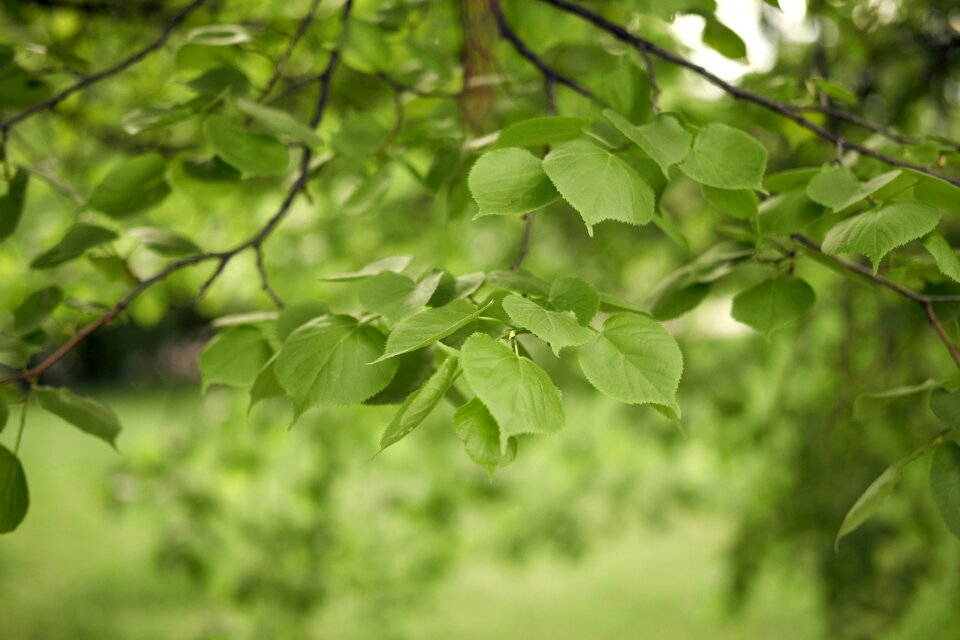 Nature green leaves sun