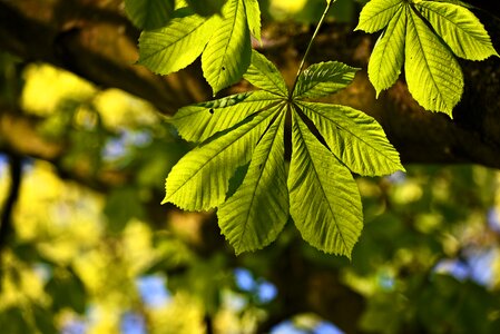 Leaves veins pattern photo