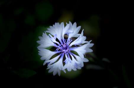 Bloom blue white photo