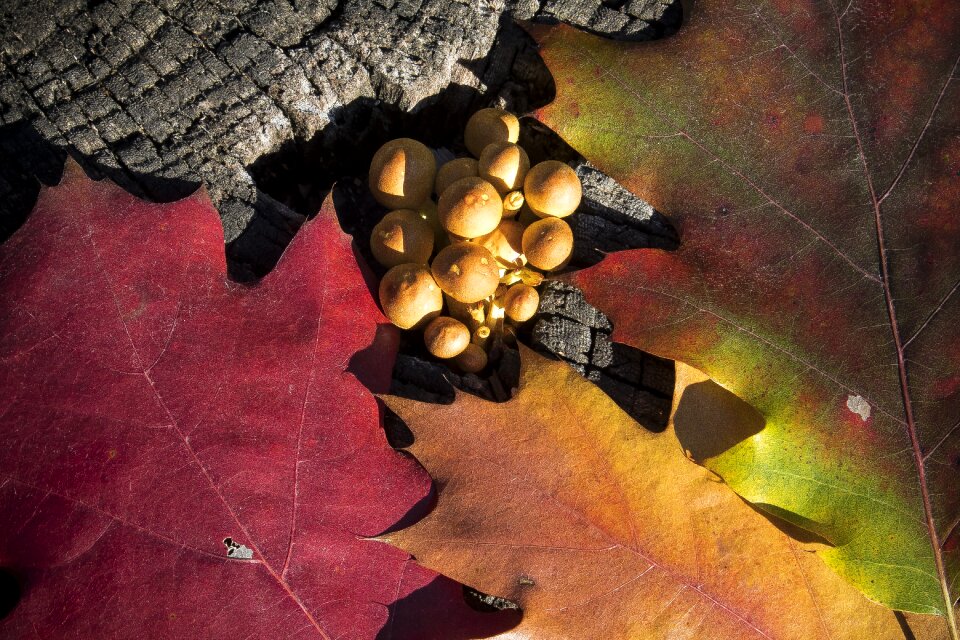 Nature fall foliage fall color