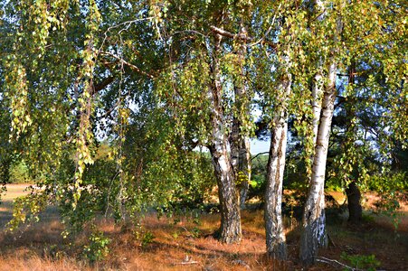 Late summer autumn beginning landscape