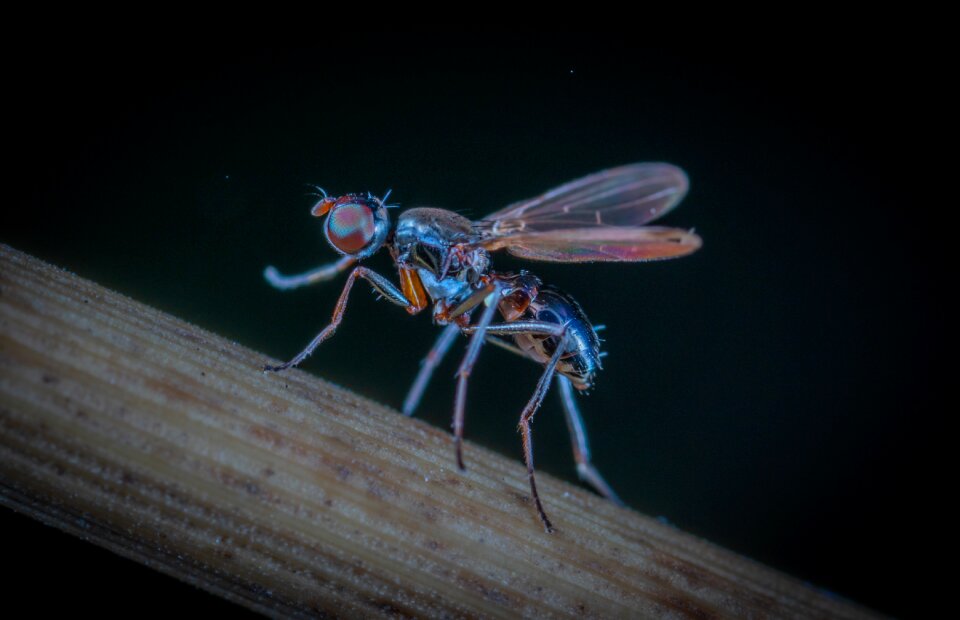 Fly wing animals
