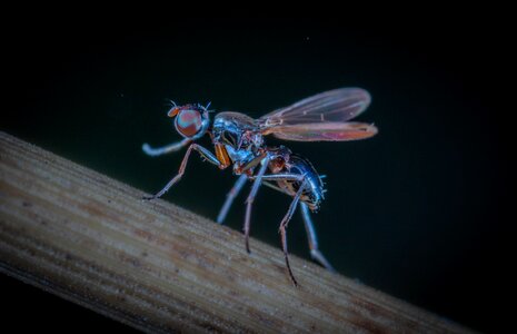 Fly wing animals