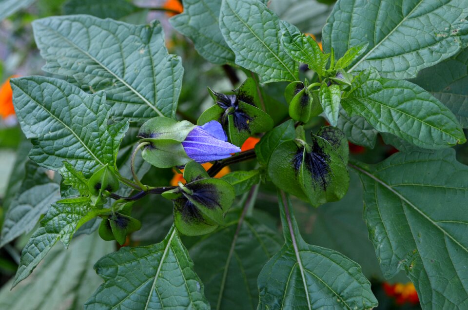 Flower nature summer