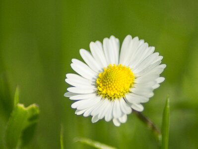 Plant field geese flower