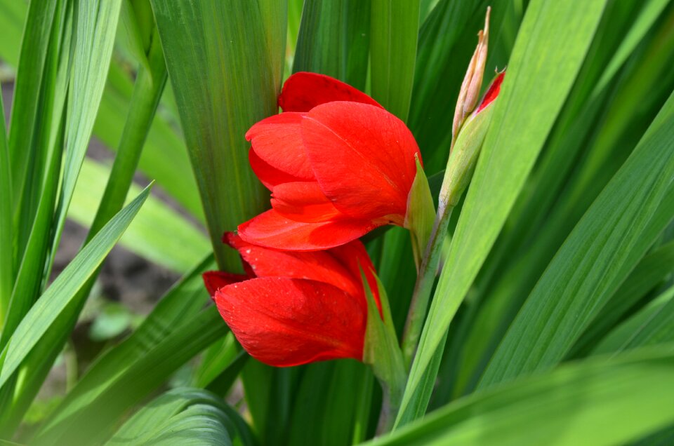 Garden bloom nature